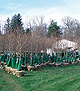 Dozens of Treegator® Original bags used on top of balled and burlap trees before planting